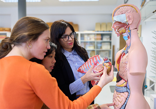 Three people examine a life-size human anatomy model in an educational lab setting. One person holds a removable model of a heart and lungs while positioning it near the open chest cavity of the anatomical figure, which displays internal organs such as the brain, lungs, heart, and digestive system. Shelves with boxes and lab materials are visible in the background under bright indoor lighting.